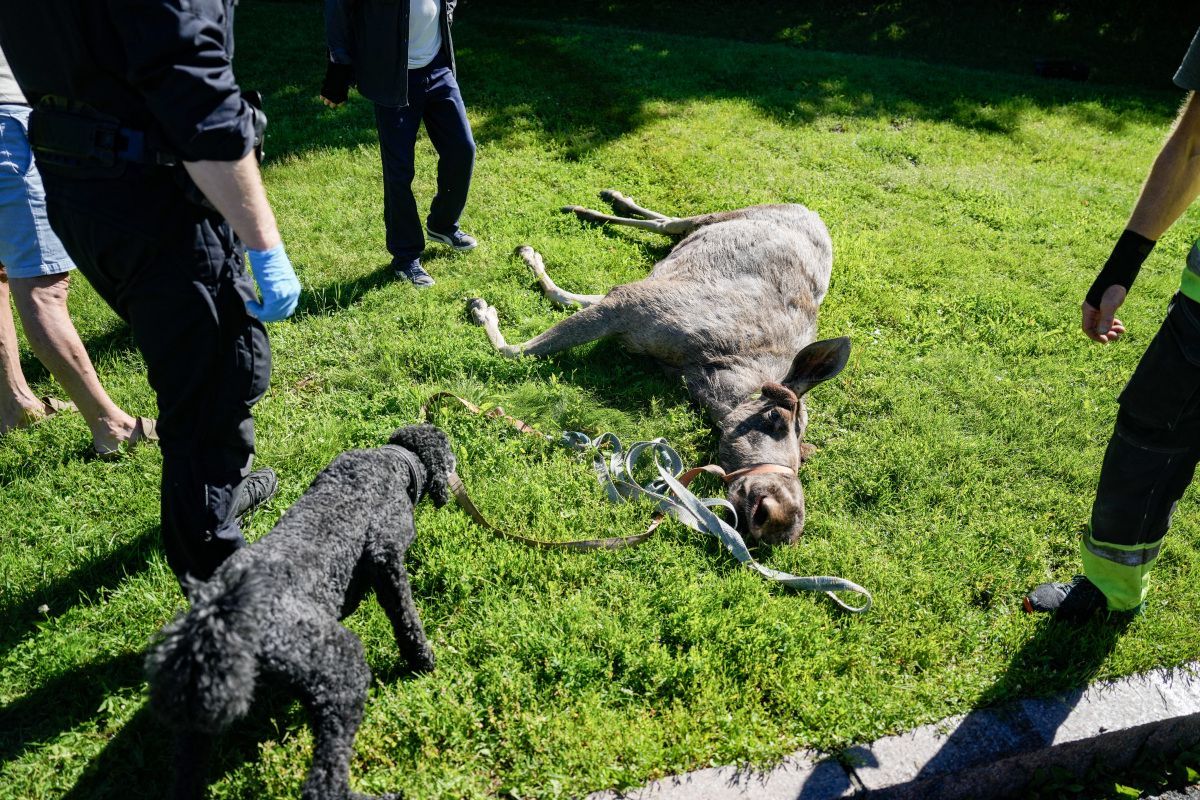 Desorientierter Elch in Osloer Innenstadt abgeschossen
