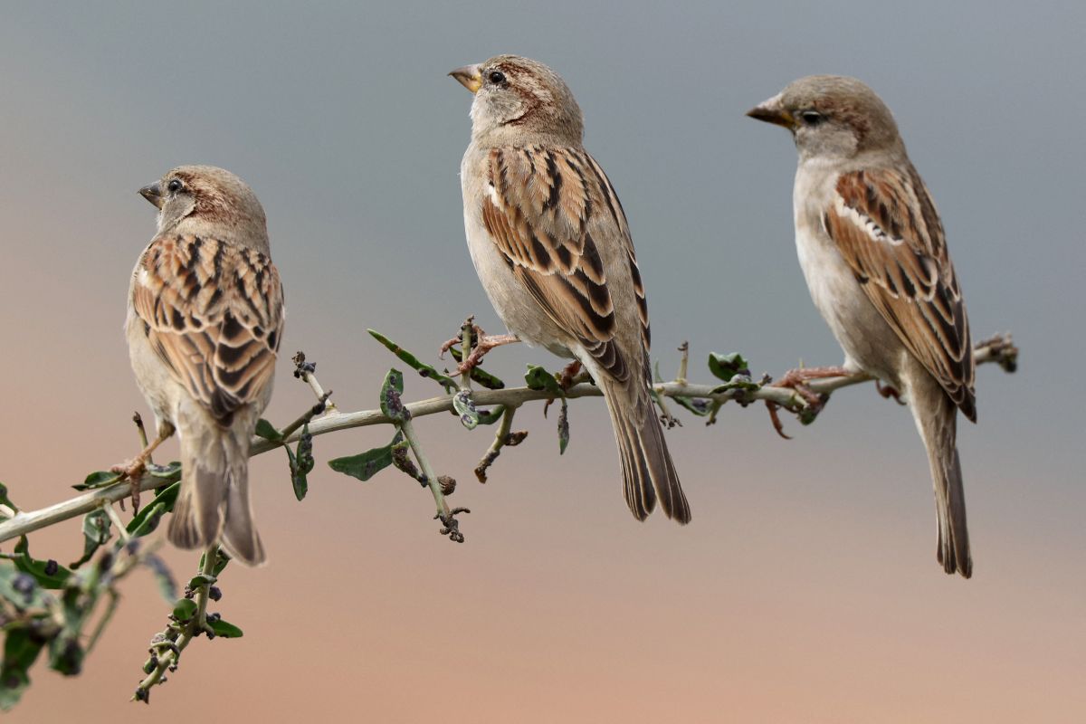Vogelgesang macht Menschen entspannter und glücklicher