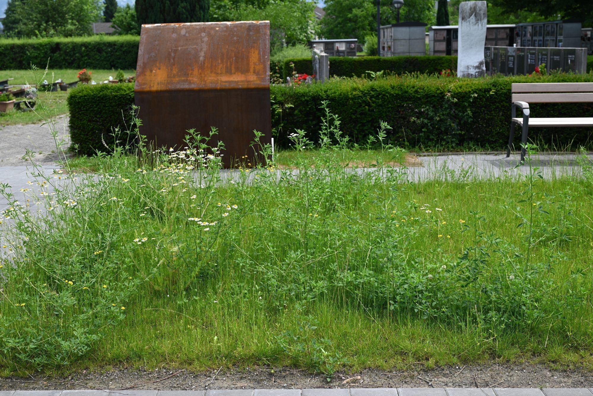Das Wiesengrab bleibt der Natur überlassen. Grabschmuck und Grabsteine fallen weg.