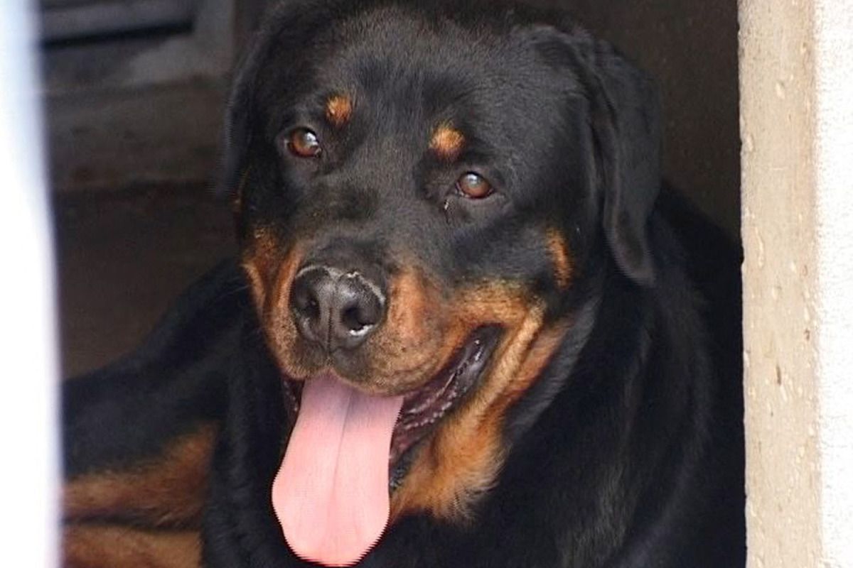 4 Hunde bissen Spaziergänger in der Steiermark
