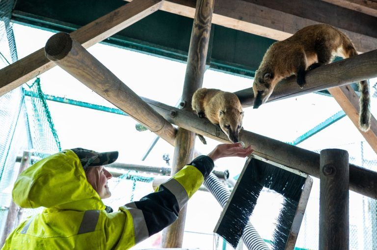 Vom Albino-Känguru bis zum Ponyfohlen: Tierischer Nachwuchs im Doppelmayr-Zoo