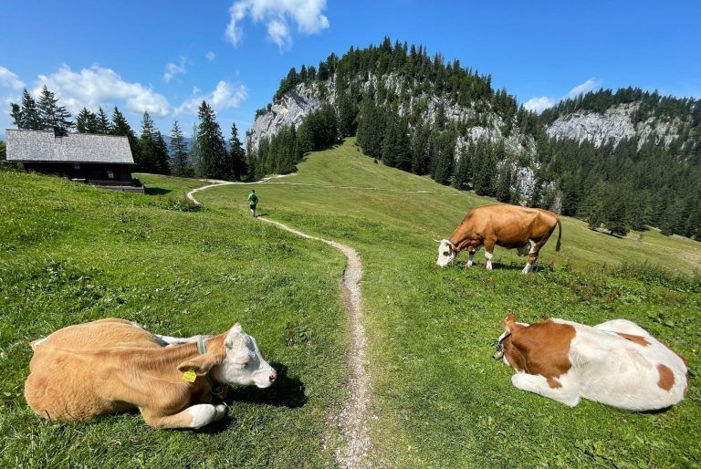 Wie Landwirte der Glutofenhitze die Stirn bieten