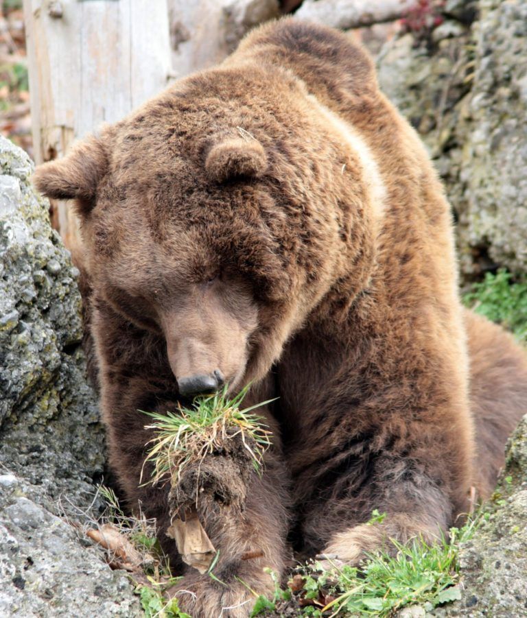 Bären könnten sich deshalb im Silbertal und Klostertal heimisch fühlen