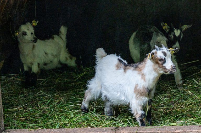 Vom Albino-Känguru bis zum Ponyfohlen: Tierischer Nachwuchs im Doppelmayr-Zoo