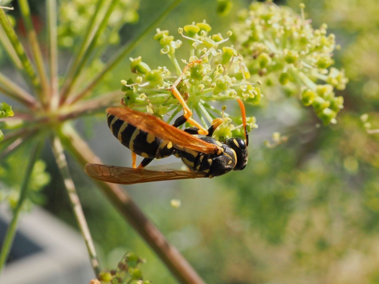 Quälgeister im Sommer: Wespen und Hornissen als selten willkommene Nachbarn