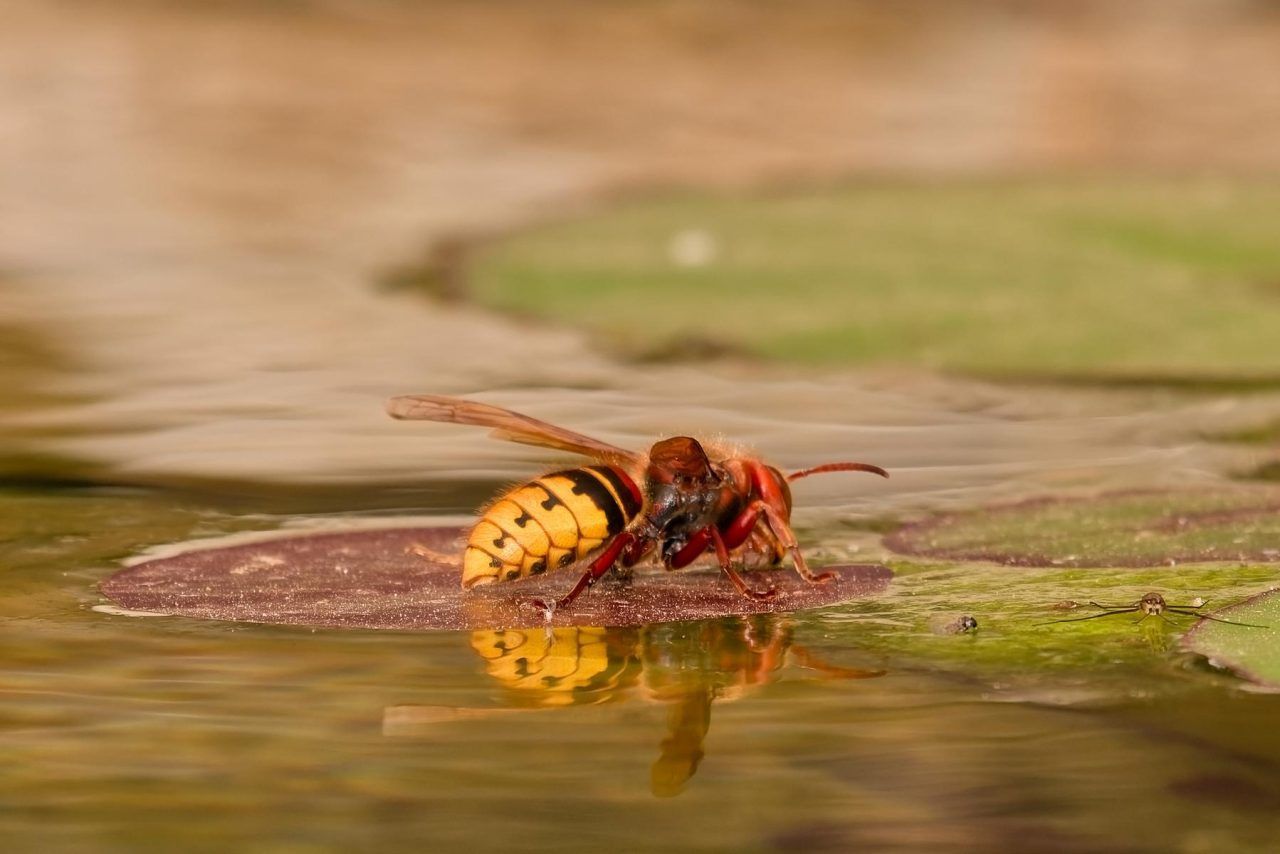 Quälgeister im Sommer: Wespen und Hornissen als selten willkommene Nachbarn