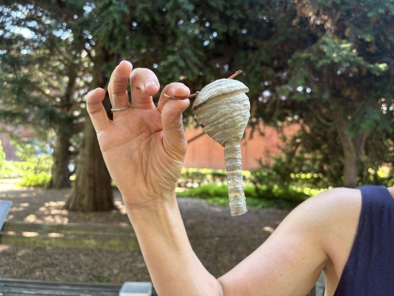 Quälgeister im Sommer: Wespen und Hornissen als selten willkommene Nachbarn