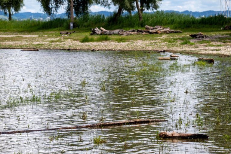 Trockenster Frühling der Messgeschichte – was das für die Tiere und Pflanzen am Bodensee bedeutet