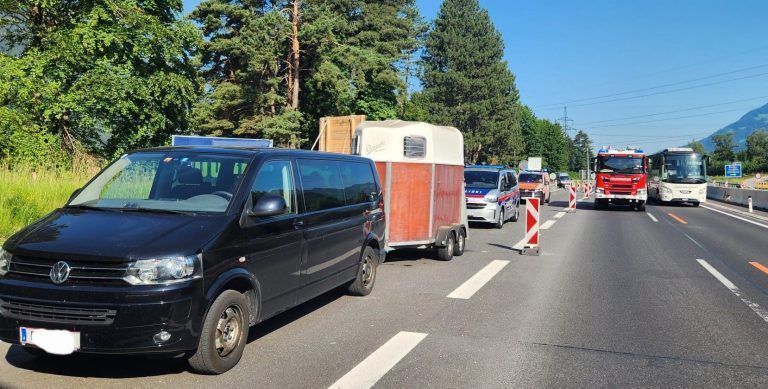 Kälber auf der Autobahn.jpg