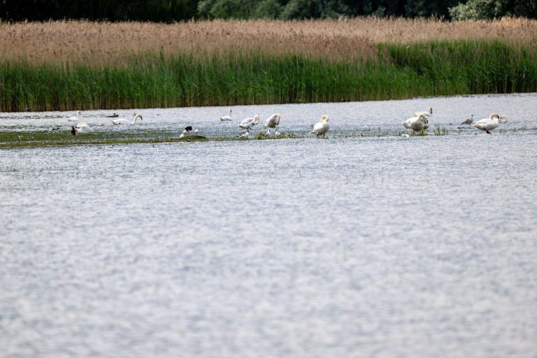 Trockenster Frühling der Messgeschichte – was das für die Tiere und Pflanzen am Bodensee bedeutet