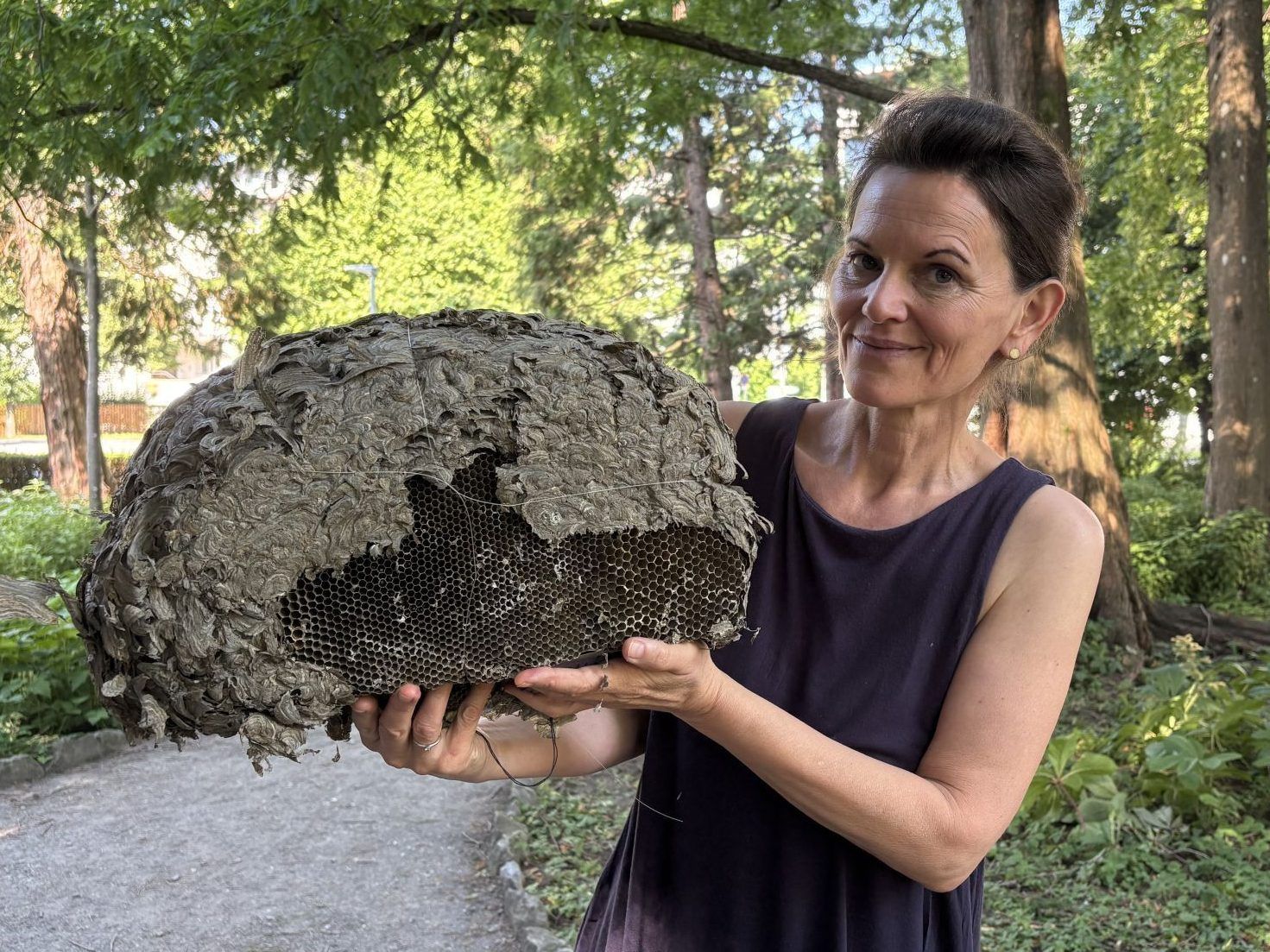 Quälgeister im Sommer: Wespen und Hornissen als selten willkommene Nachbarn