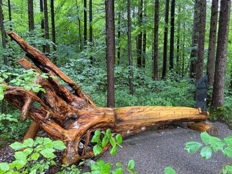Dem Riesen auf den Fersen: Neuer Erlebniswald in Mellau begeistert Besucher