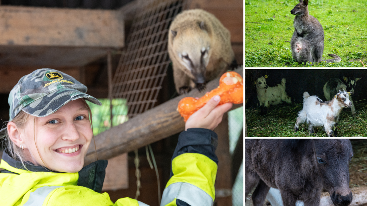 Vom Albino-Känguru bis zum Ponyfohlen: Tierischer Nachwuchs im Doppelmayr-Zoo