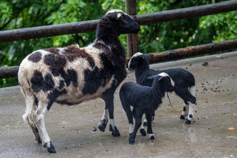 Vom Albino-Känguru bis zum Ponyfohlen: Tierischer Nachwuchs im Doppelmayr-Zoo