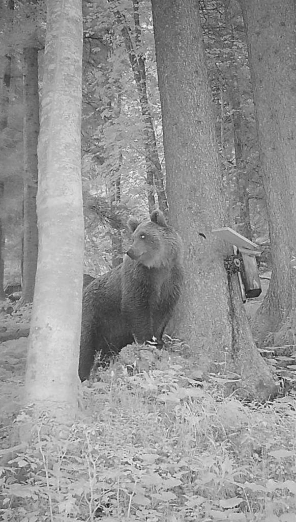 Bären könnten sich deshalb im Silbertal und Klostertal heimisch fühlen