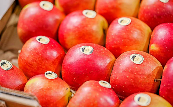 Der "Superapfel" spaltet die Obstbauern am Bodensee