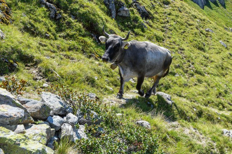 Vorarlbergs schönste Sennalpen: Alpe Gafluna und Alpe Alpgues