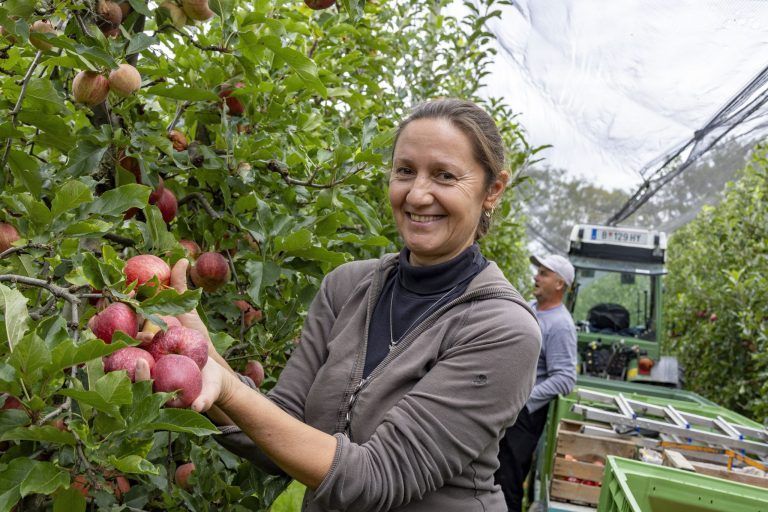 Der "Superapfel" spaltet die Obstbauern am Bodensee