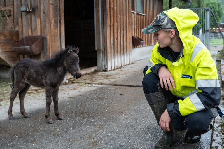 Vom Albino-Känguru bis zum Ponyfohlen: Tierischer Nachwuchs im Doppelmayr-Zoo