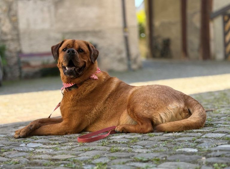 Riesenbaby auf der Suche nach einem schönen Plätzchen