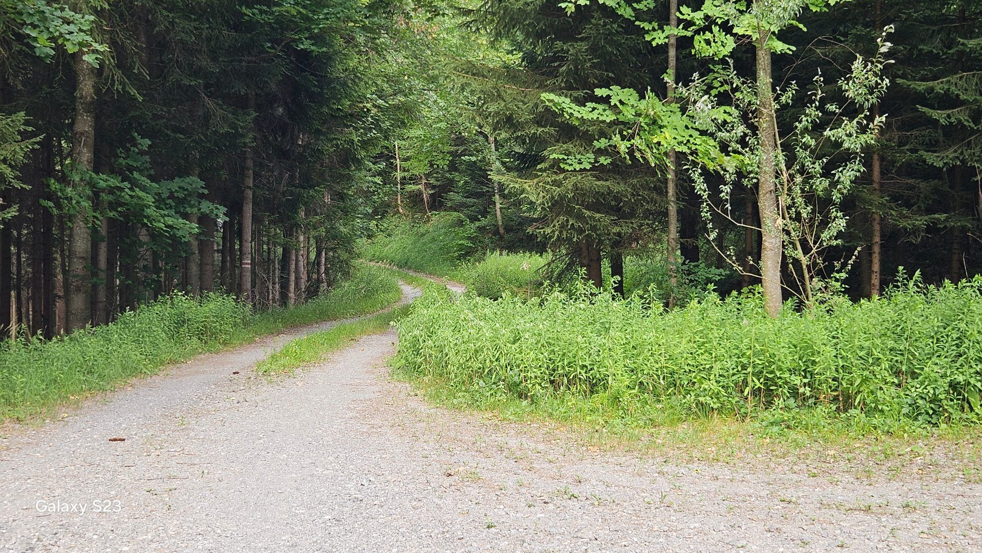 Bilderreihe der MTB-Strecke/Wanderweg beginnend bei St. Arbogast - Bild 6