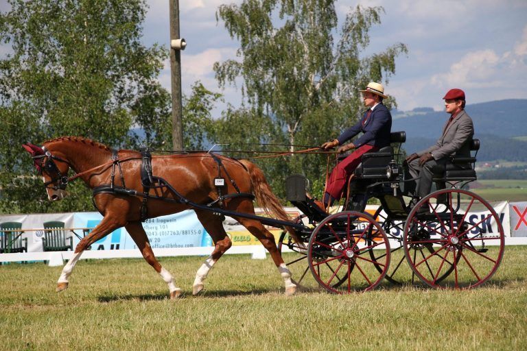 Reiten Alexander Bösch Rankweil
