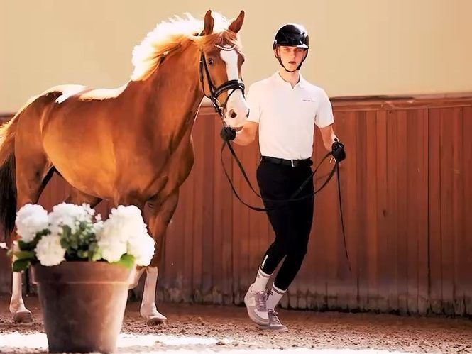 Pferdesport Reiten Dressur
