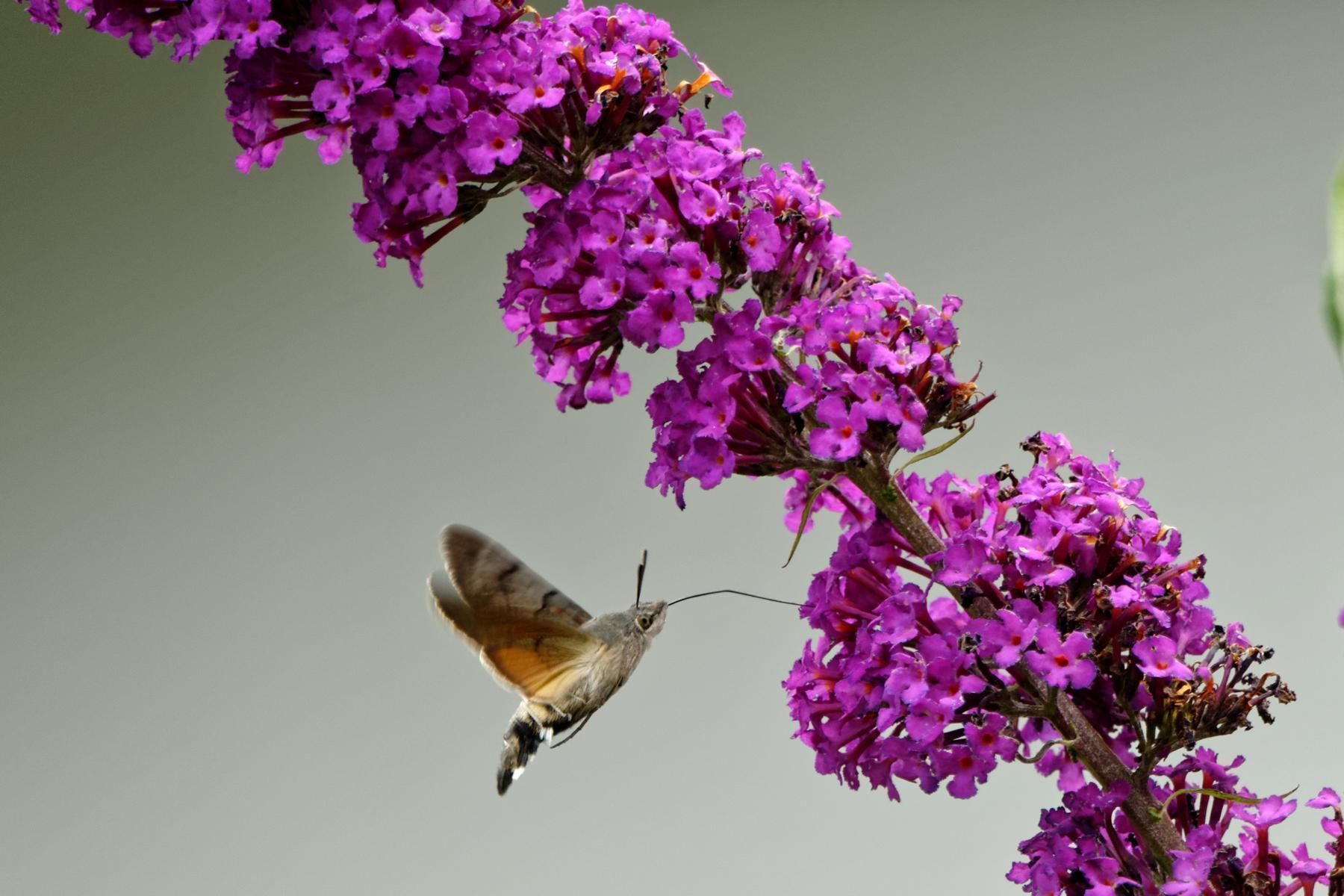 Dieses Tier fliegt über die Alpen – und stirbt dann an einer Zierblume in Vorarlberg