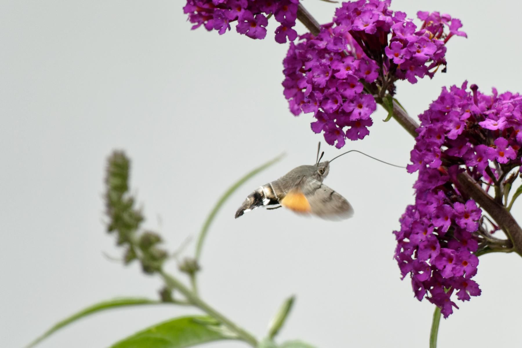 Dieses Tier fliegt über die Alpen – und stirbt dann an einer Zierblume in Vorarlberg