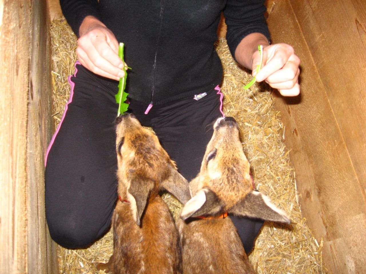 Ein Herz für mutterlose Rehkitze: Die Bambi-Retter von Doren