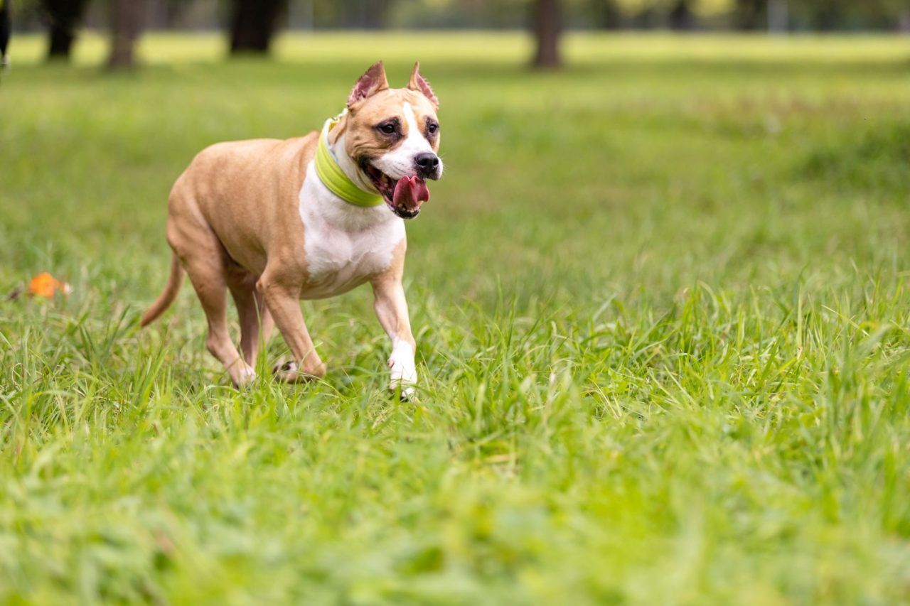 Nach der tödlichen Hundeattacke im Stedepark blieb eine Frage unbeantwortet