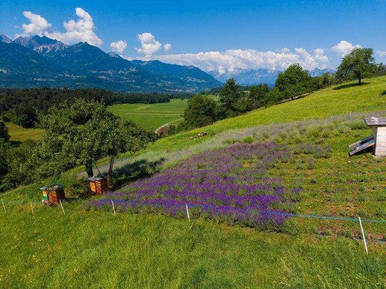 Ein Stück Provence mitten im Walgau