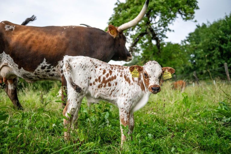 Außergewöhnlicher Nachwuchs: Ein kleiner Stier sorgt in Bartholomäberg für große Freude