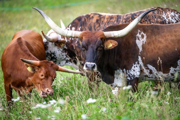 Außergewöhnlicher Nachwuchs: Ein kleiner Stier sorgt in Bartholomäberg für große Freude