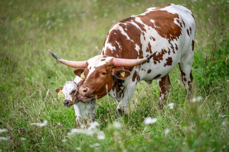 Außergewöhnlicher Nachwuchs: Ein kleiner Stier sorgt in Bartholomäberg für große Freude
