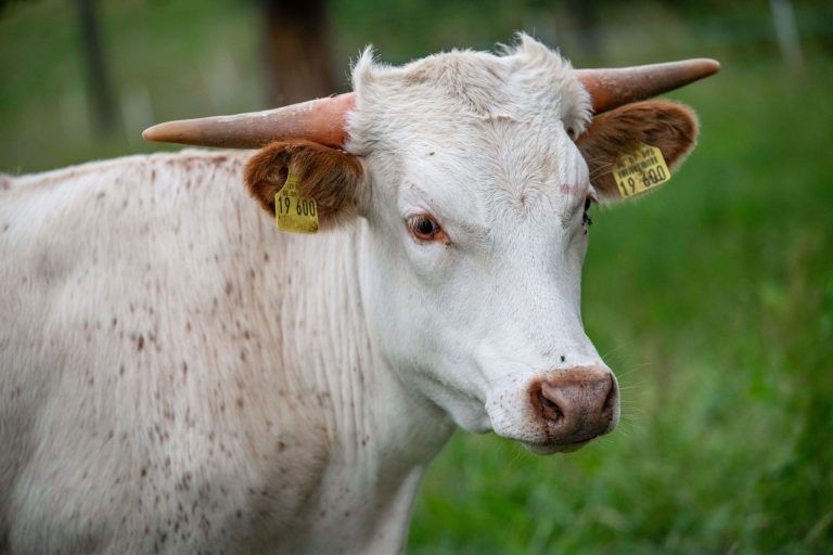Außergewöhnlicher Nachwuchs: Ein kleiner Stier sorgt in Bartholomäberg für große Freude