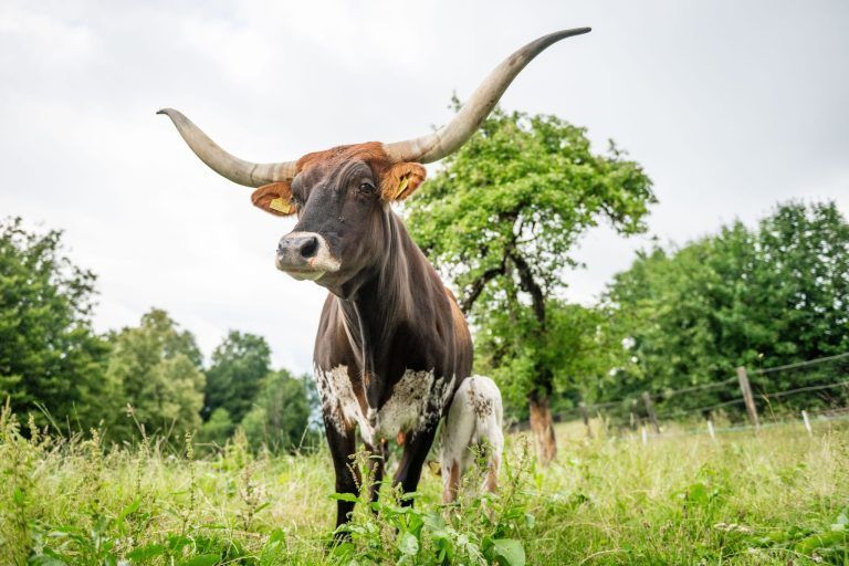 Außergewöhnlicher Nachwuchs: Ein kleiner Stier sorgt in Bartholomäberg für große Freude
