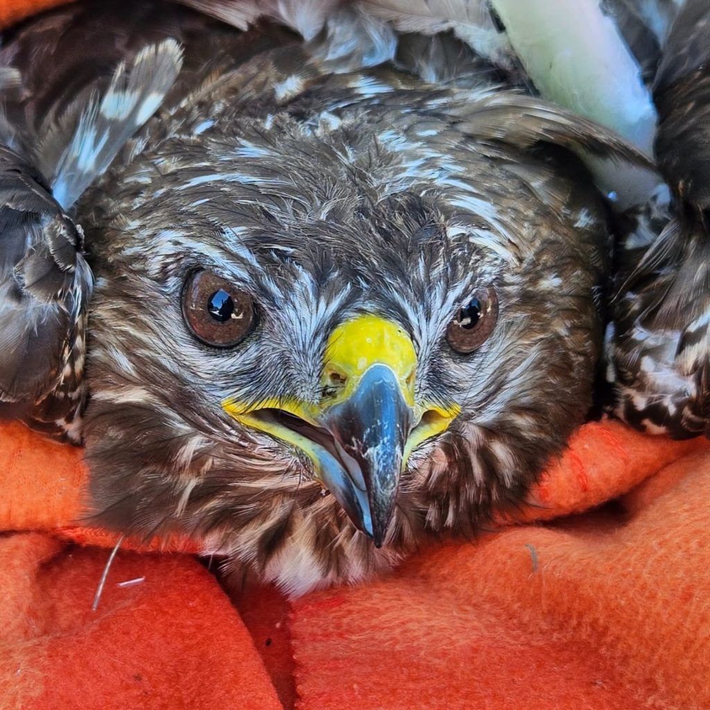 Falke aus misslicher Lage gerettet