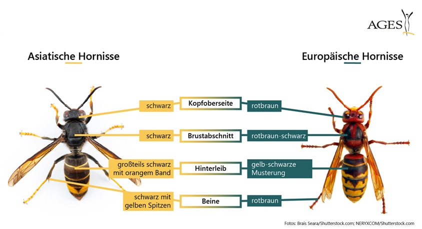 Die Jagd auf die Asiatische Hornisse hat begonnen