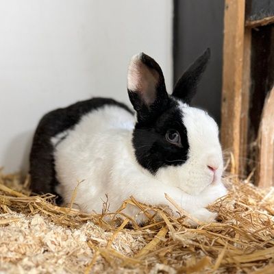 Kleines Schlitzohr wünscht sich ein liebevolles Zuhause