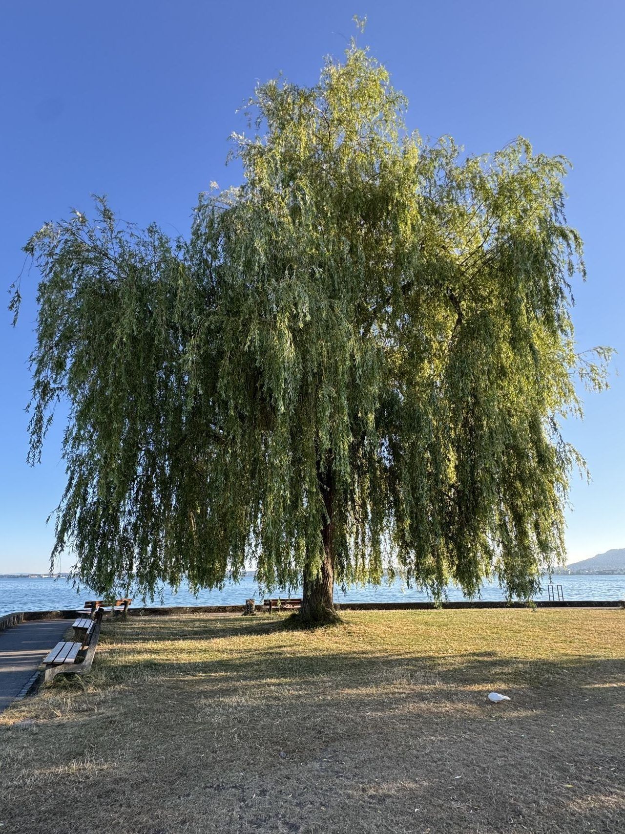 Early Birds am Bodensee: "Wenn der See noch schläft, beginnt unser Tag im Wasser"