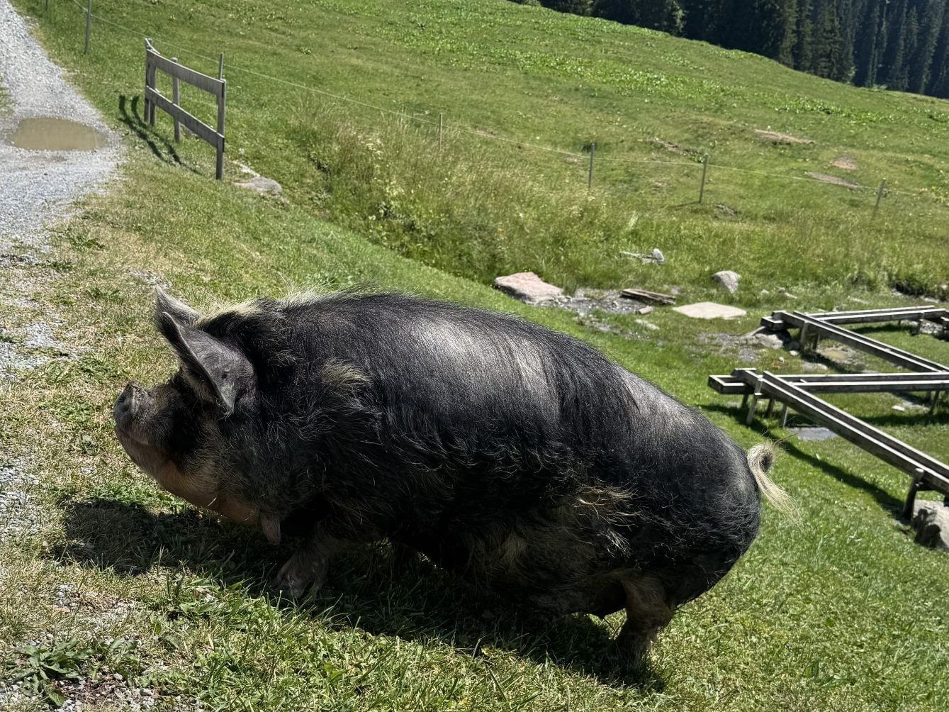 Mit allen Sinnen am Berg: Laterns lässt die Kugel rollen und bietet Naherholung vor Ort