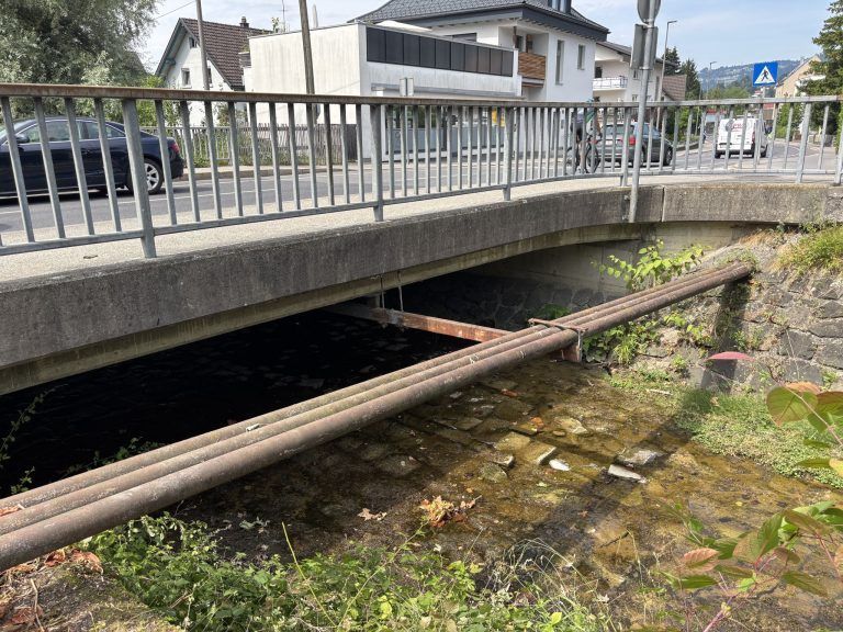 Rekordtiefstand des Bodensees und Fischsterben: Wie geht es weiter?