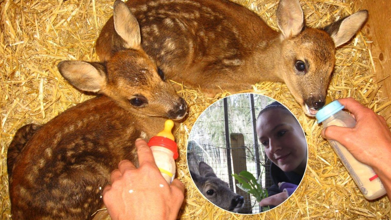 Ein Herz für mutterlose Rehkitze: Die Bambi-Retter von Doren