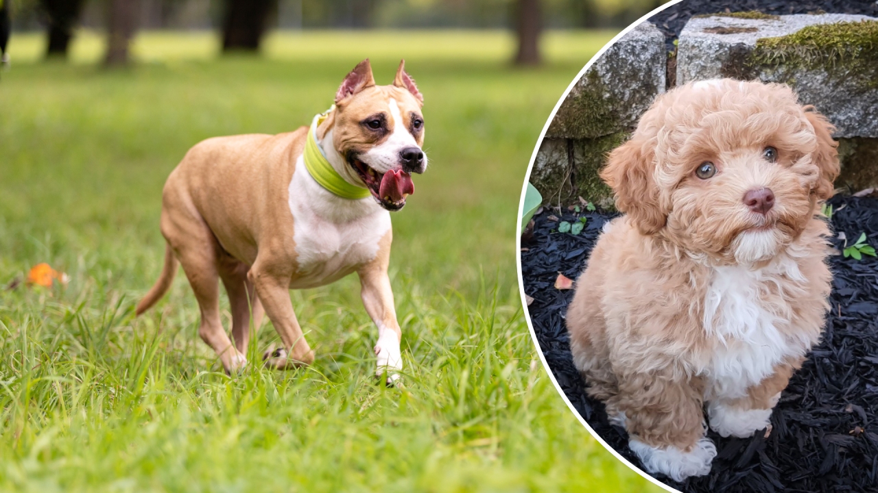 Nach der tödlichen Hundeattacke im Stedepark blieb eine Frage unbeantwortet