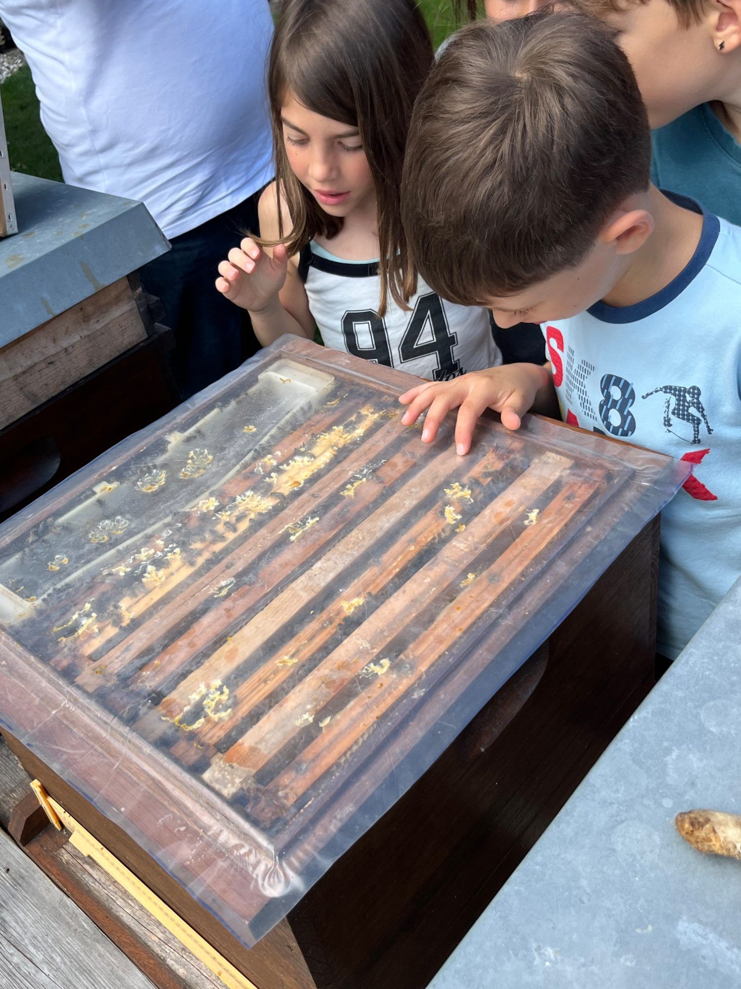 Neugierig blickten die Kinder auf die verschiedenen Waben und erfuhren viel über das Leben der Bienen.