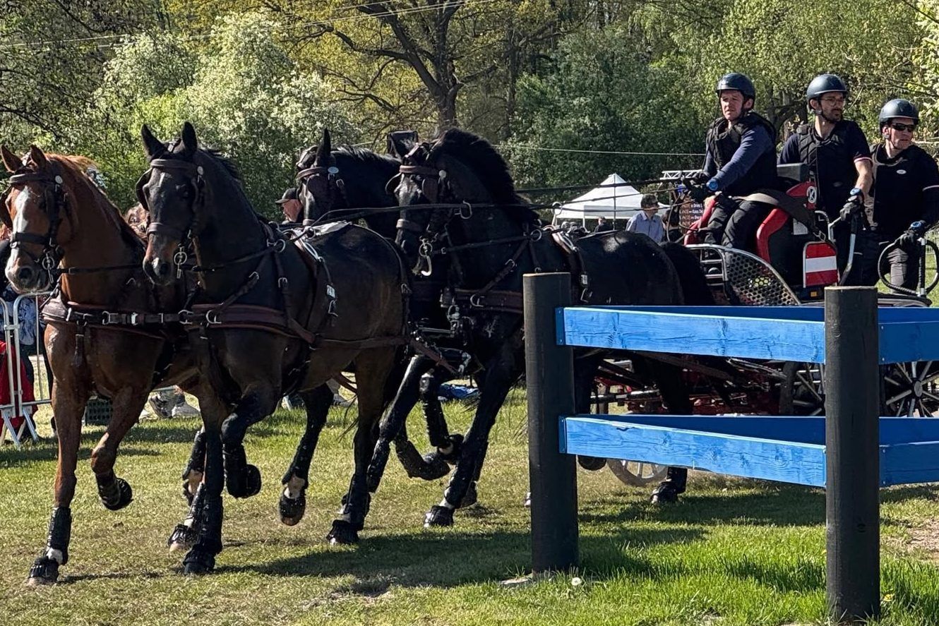 Pferdesport Vierspänner S