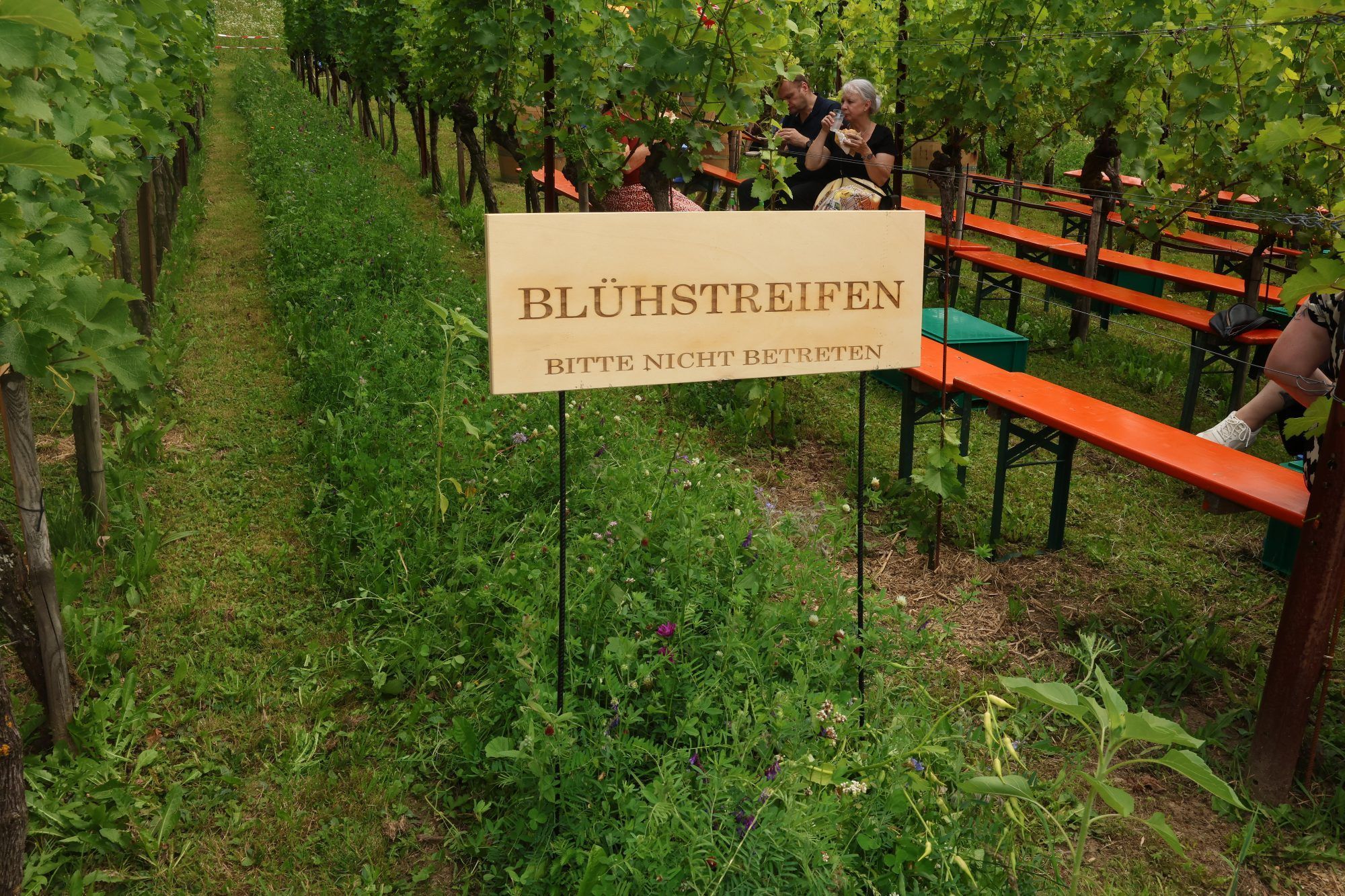 Einer der Blühstreifen.