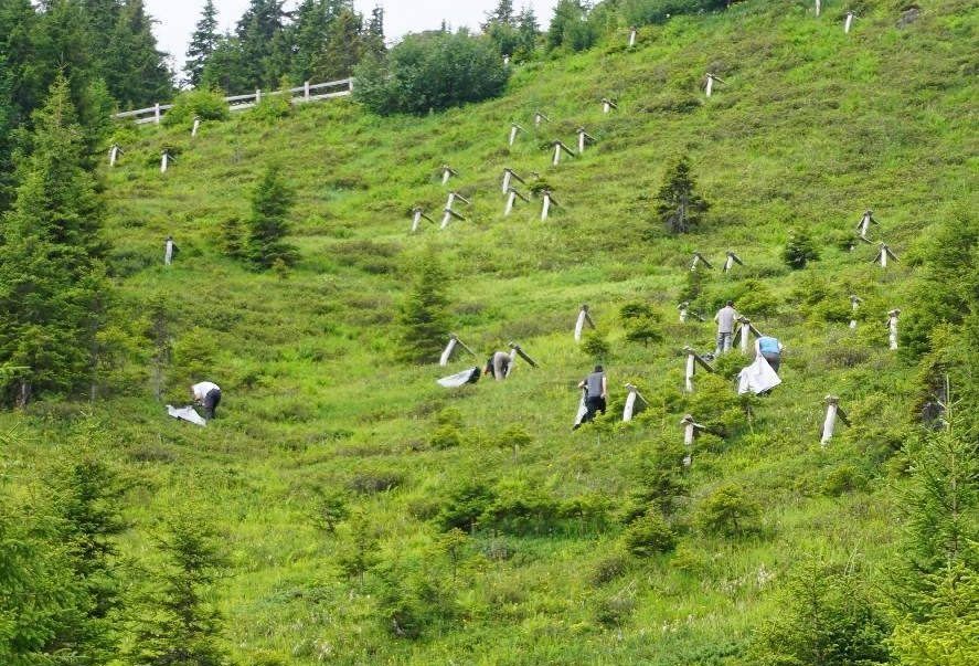 Die Aufforstungen im Anbruchbereich der Zigiam-Zerfallawine wurden gemeinsam gepflegt.