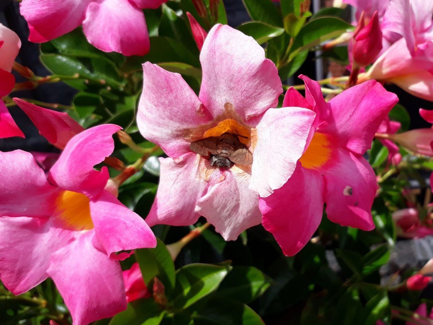 Dieses Tier fliegt über die Alpen – und stirbt dann an einer Zierblume in Vorarlberg